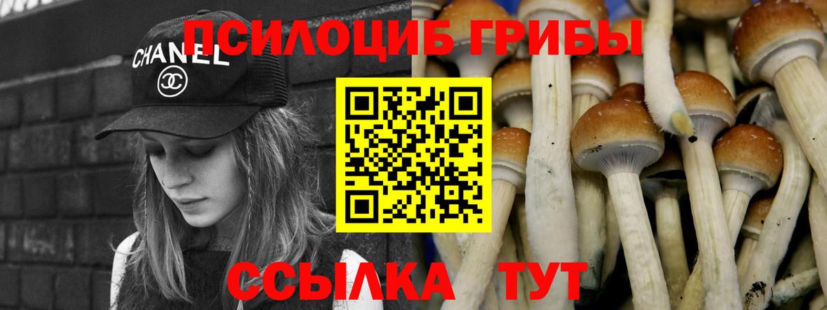Бузулук  Псилоцибиновые грибы Cubensis  Вход с VPN 